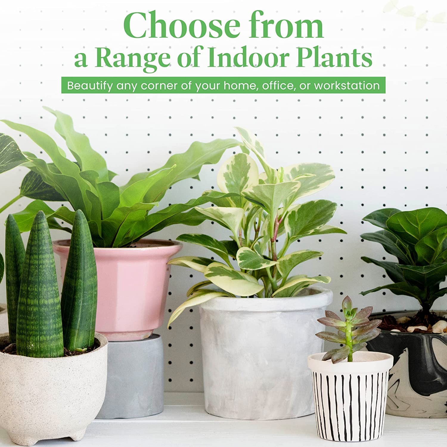 American Plant Exchange Alocasia displayed in a decorative planter adding tropical decor flair