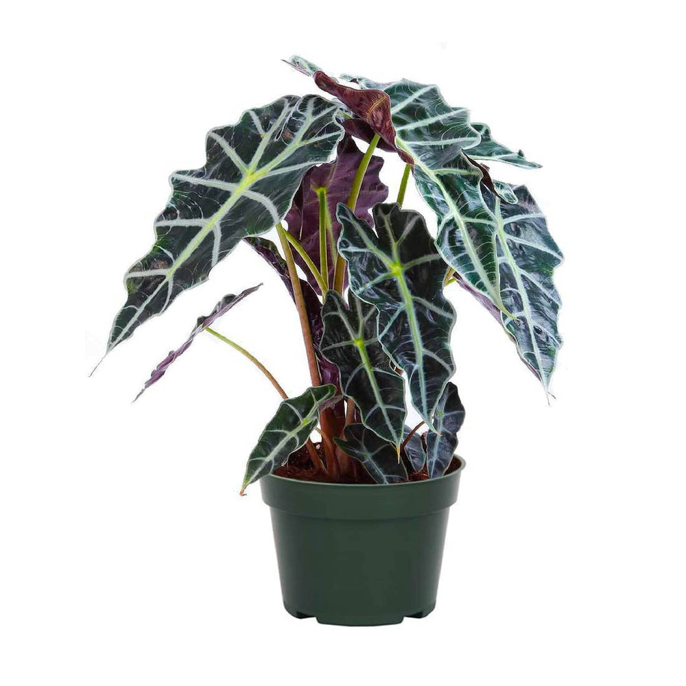 American Plant Exchange Alocasia Polly front view showing dramatic foliage and room impact