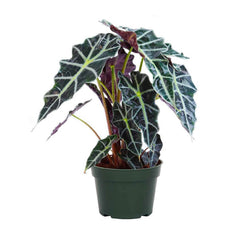 American Plant Exchange Alocasia Polly front view showing dramatic foliage and room impact