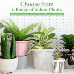 American Plant Exchange Alocasia Polly styled in living room to add tropical focal interest
