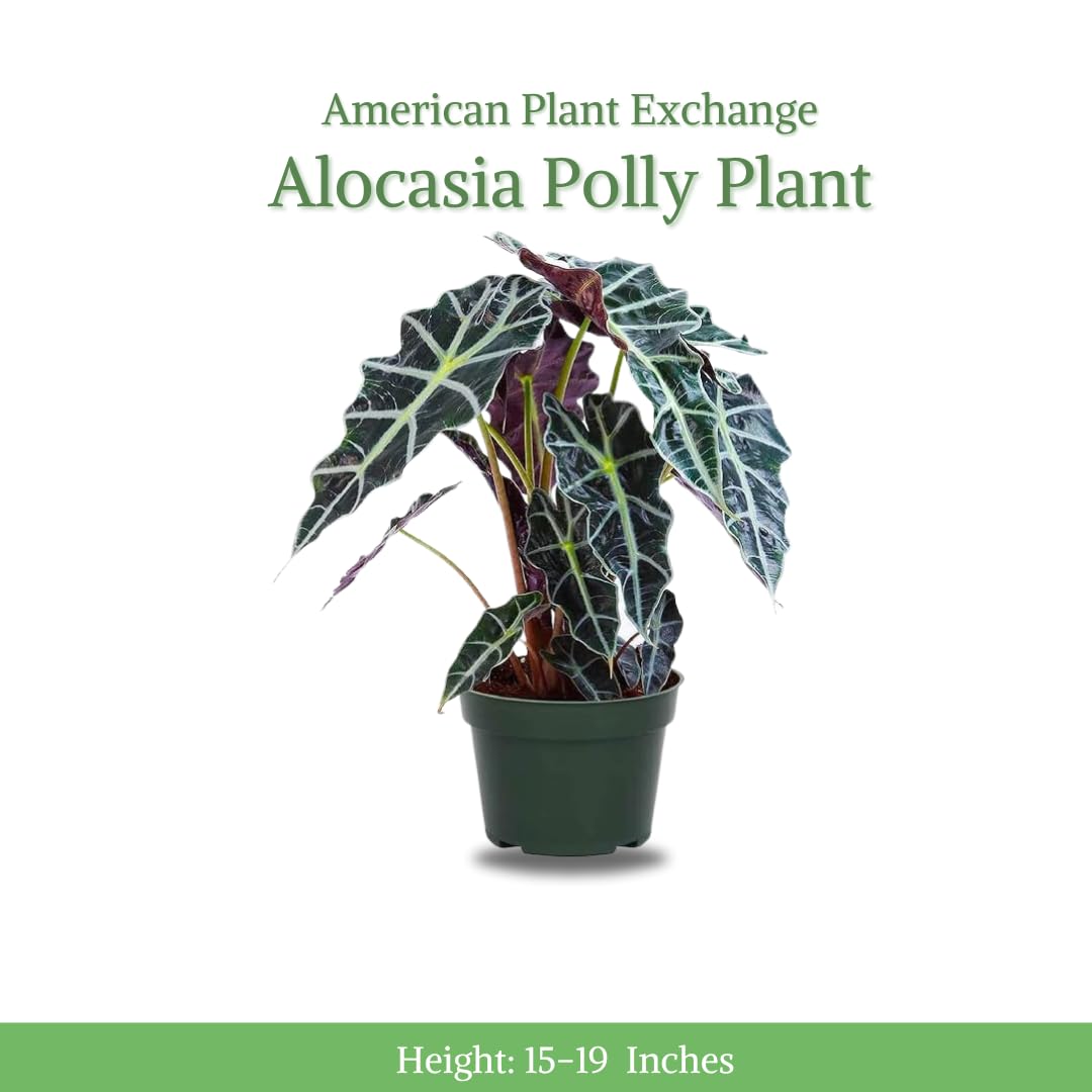 American Plant Exchange Alocasia Polly close-up of leaf texture and vein contrast for visual appeal