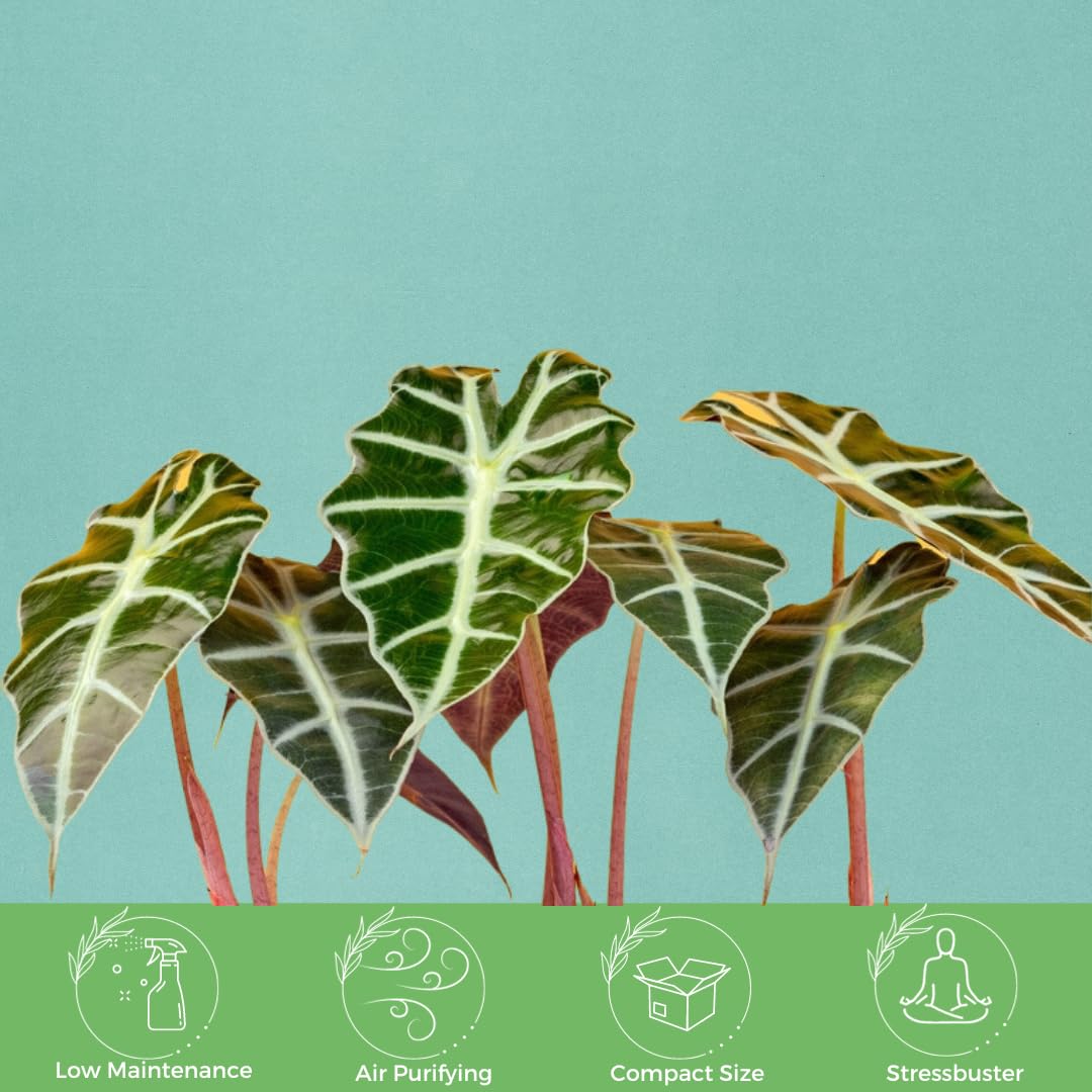 American Plant Exchange Alocasia Polly potted in 6-inch pot showing soil and drainage-ready setup