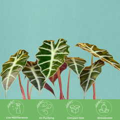 American Plant Exchange Alocasia Polly potted in 6-inch pot showing soil and drainage-ready setup