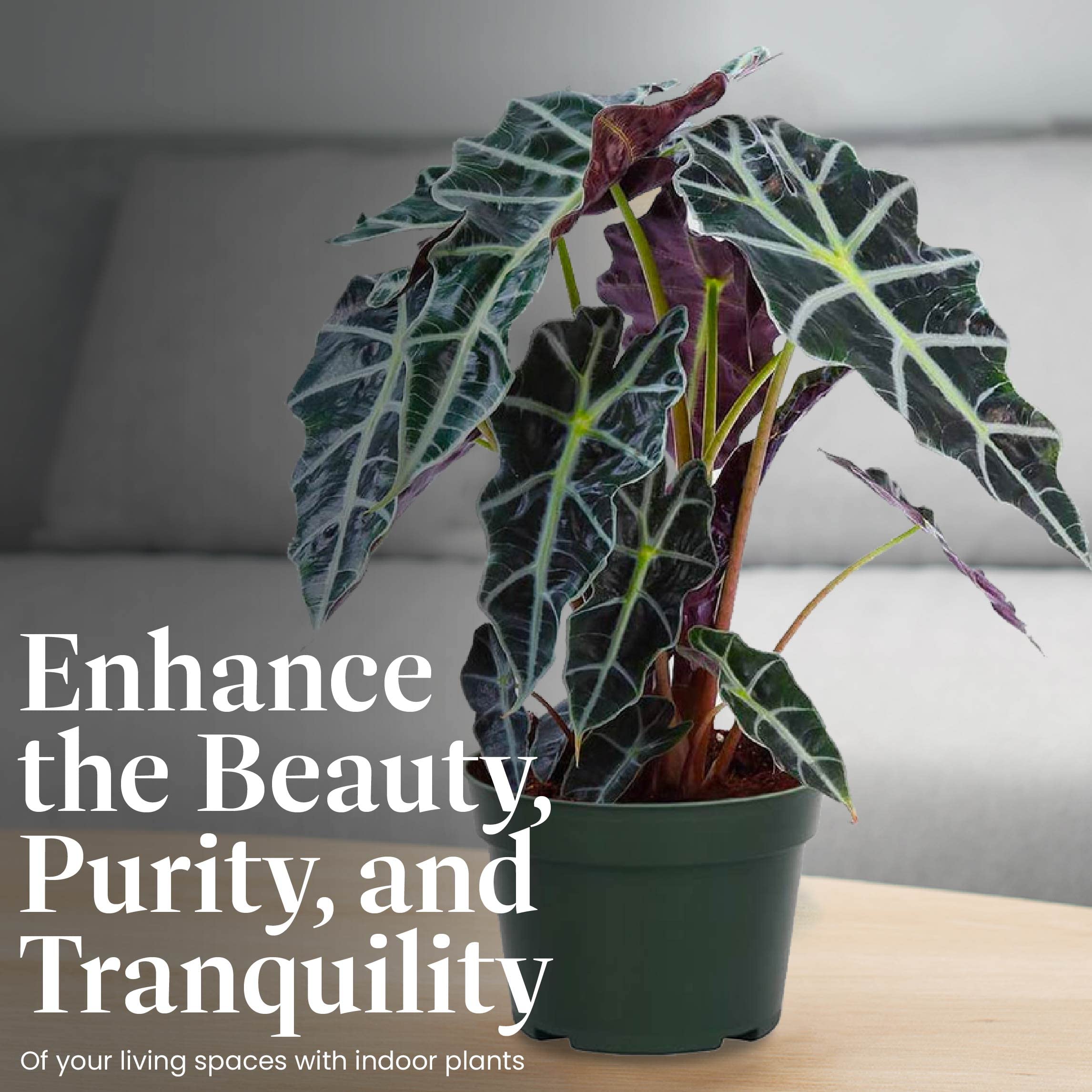 American Plant Exchange Alocasia Polly next to ruler to show compact 6-inch pot scale
