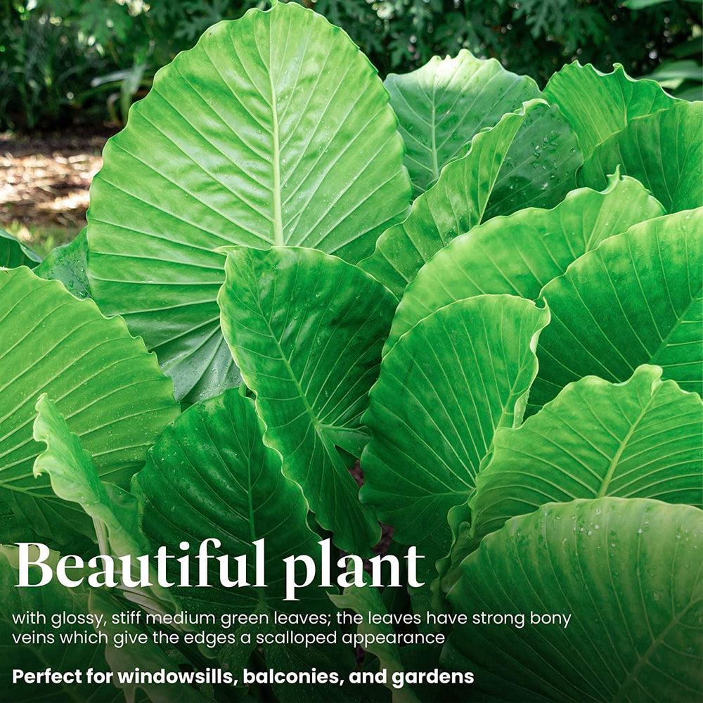 American Plant Exchange Alocasia top of pot showing soil and healthy root crown for transplanting
