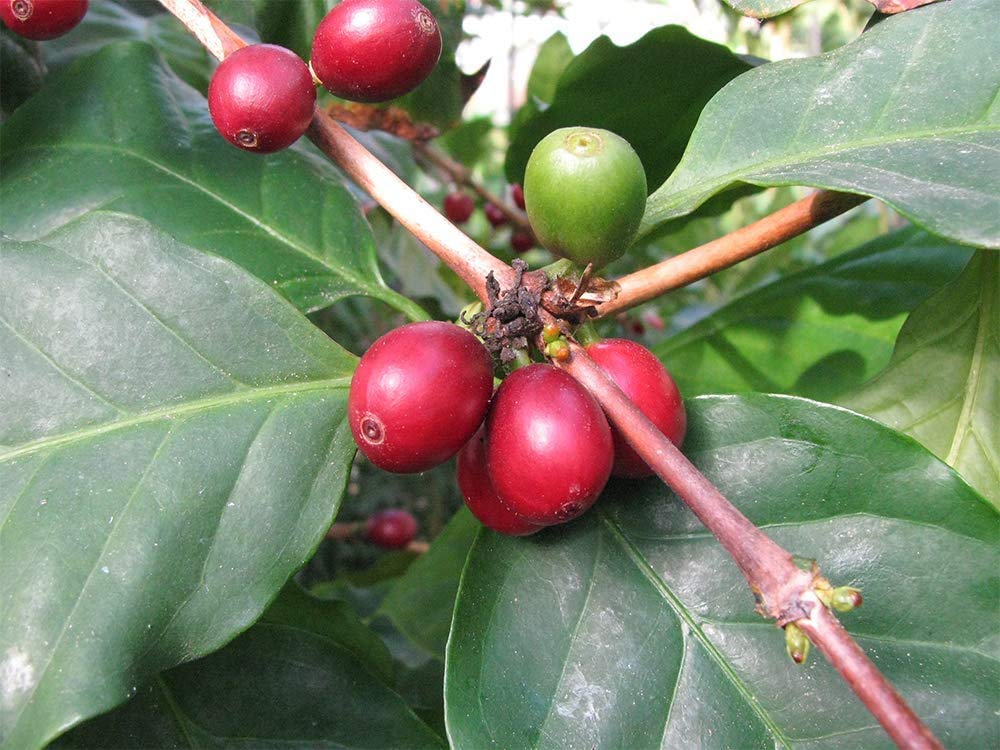 American Plant Exchange Arabica white bloom potential illustrating fragrant flowers and future cherries