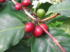 American Plant Exchange Arabica white bloom potential illustrating fragrant flowers and future cherries