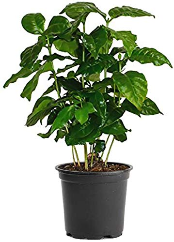 American Plant Exchange Arabica front view showing lush green leaves and compact pot for decor