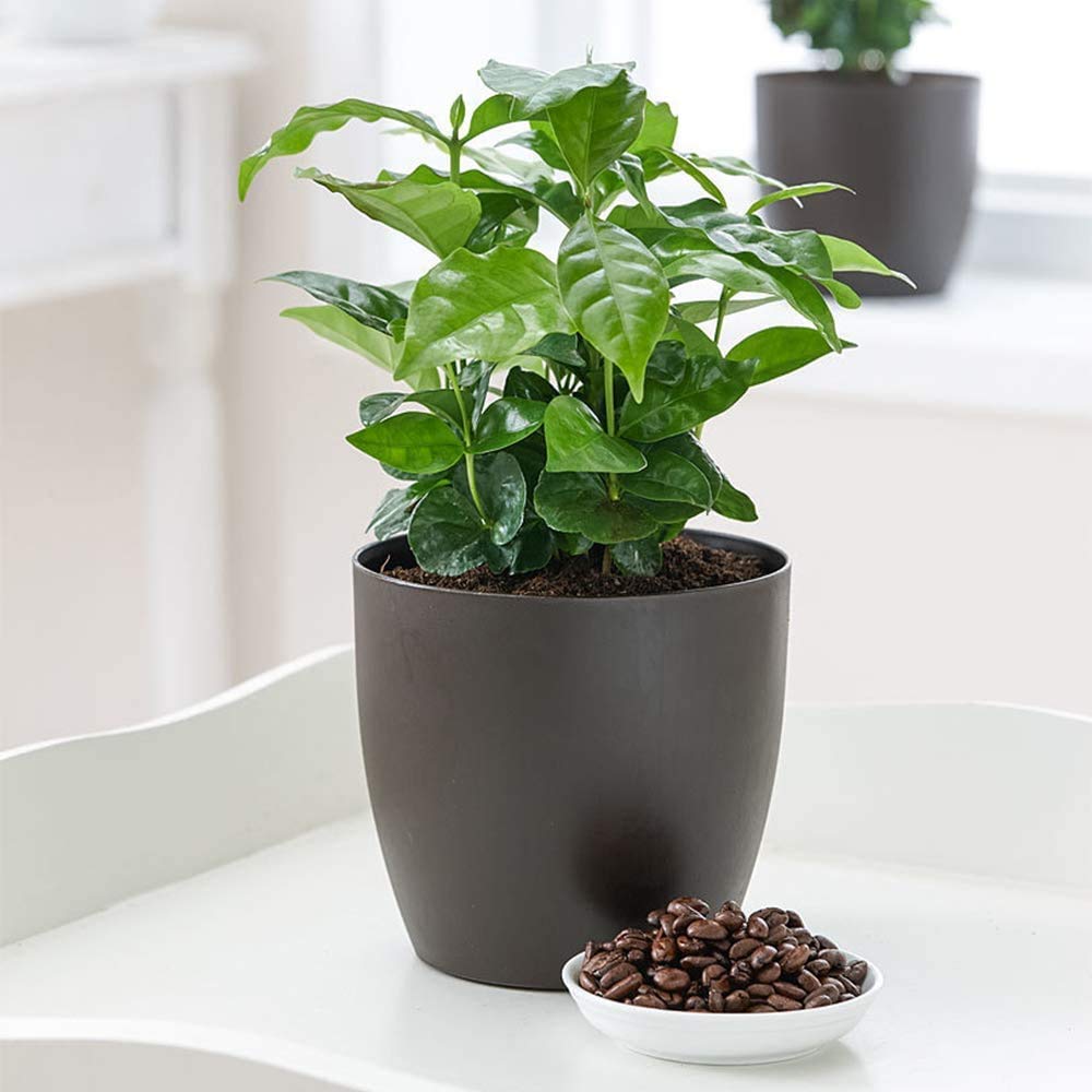 American Plant Exchange Arabica leaf close-up highlighting glossy rippled foliage and healthy growth
