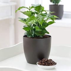 American Plant Exchange Arabica leaf close-up highlighting glossy rippled foliage and healthy growth