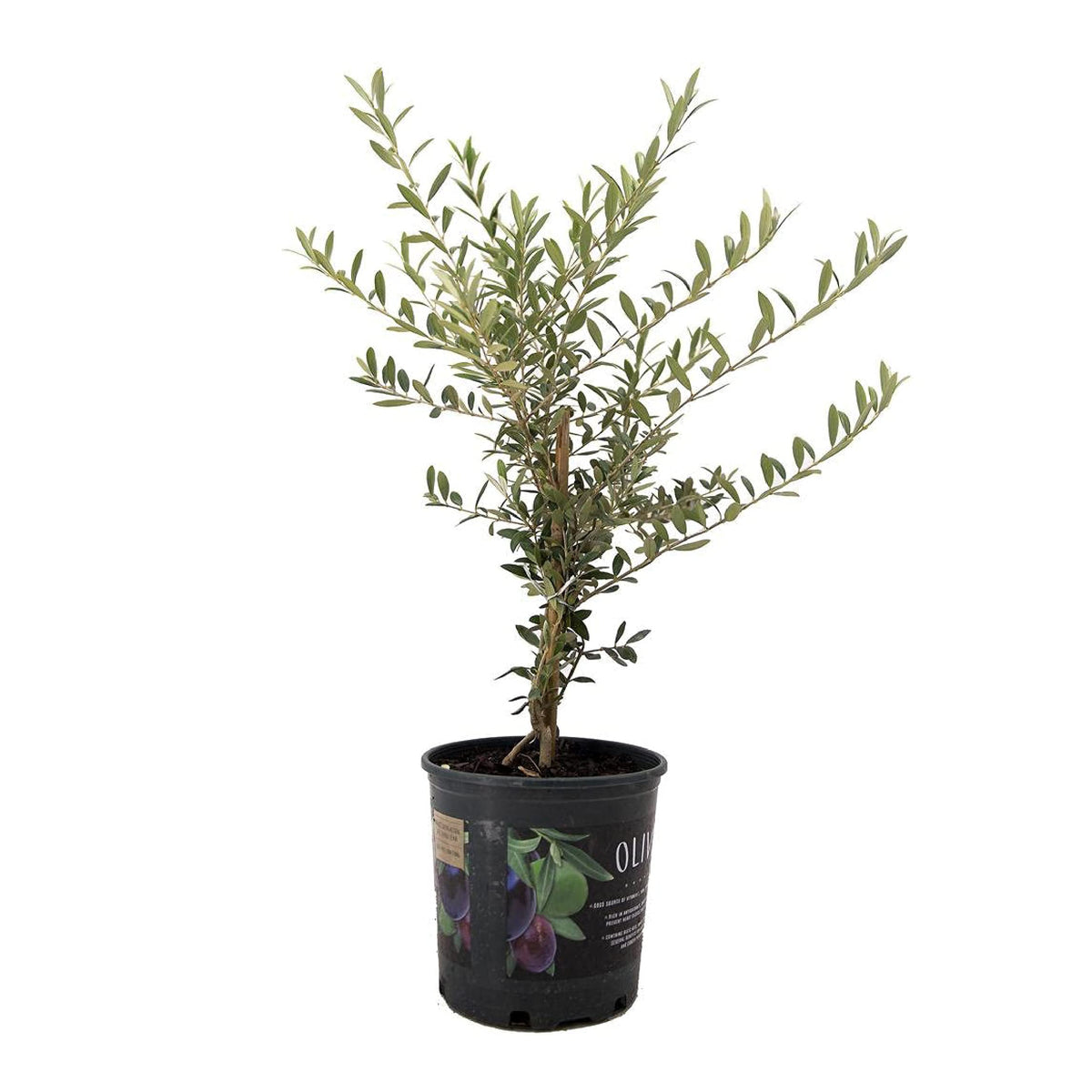 American Plant Exchange Arbequina front view showing compact fruiting tree and attractive form