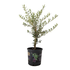 American Plant Exchange Arbequina front view showing compact fruiting tree and attractive form