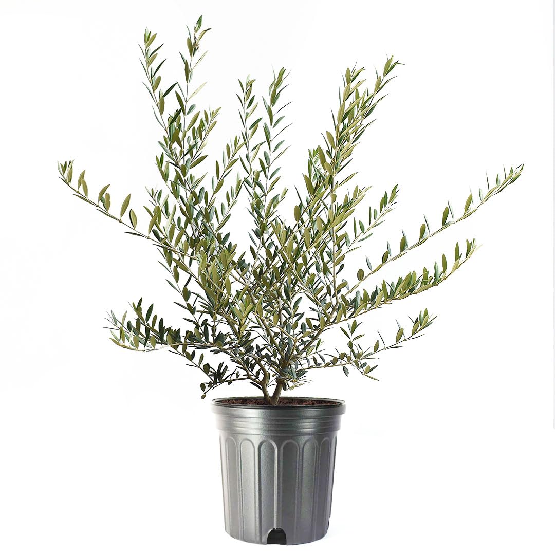 American Plant Exchange Arbequina front view showing full plant and decorative appeal