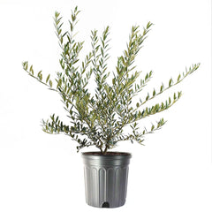 American Plant Exchange Arbequina front view showing full plant and decorative appeal