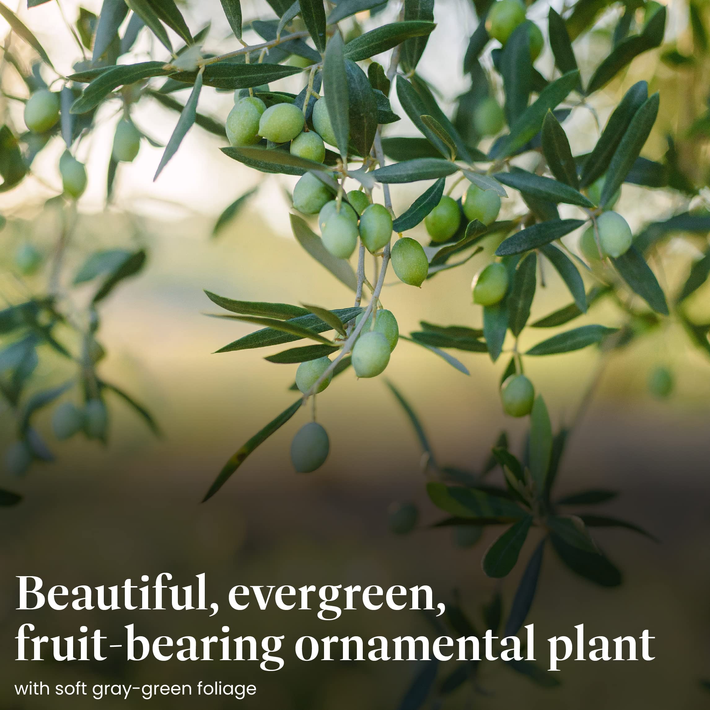 American Plant Exchange cluster of small olives on branch showing edible fruit potential