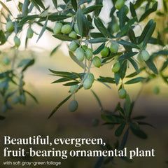 American Plant Exchange cluster of small olives on branch showing edible fruit potential