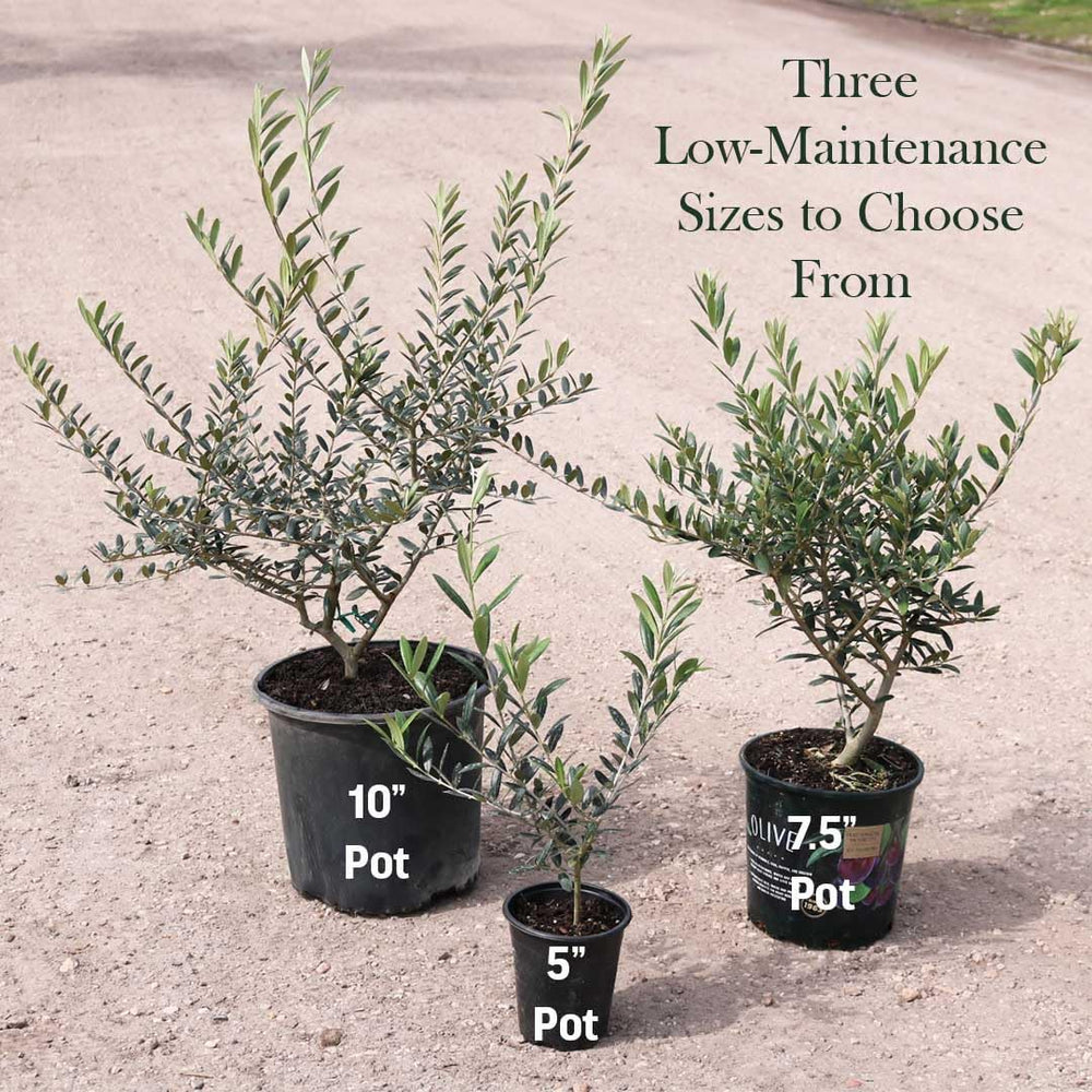 American Plant Exchange Arbequina placed in a patio scene showing landscape appeal