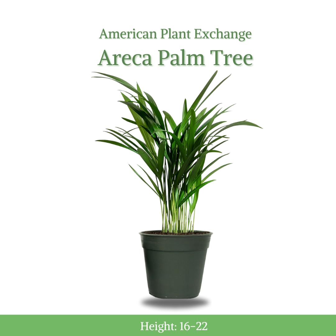 American Plant Exchange close-up of feathery fronds highlighting vibrant green texture and easy-care appeal