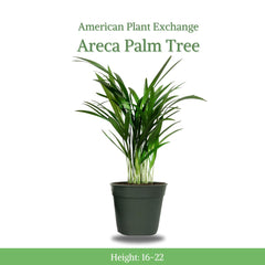 American Plant Exchange close-up of feathery fronds highlighting vibrant green texture and easy-care appeal
