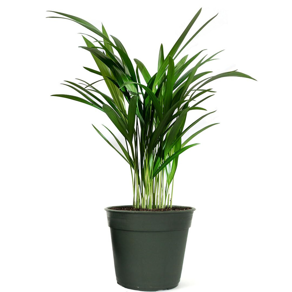 American Plant Exchange Areca Palm front view showing lush feathery fronds and compact pot, enhances decor
