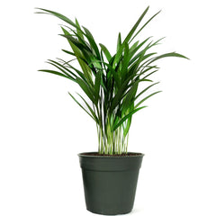 American Plant Exchange Areca Palm front view showing lush feathery fronds and compact pot, enhances decor