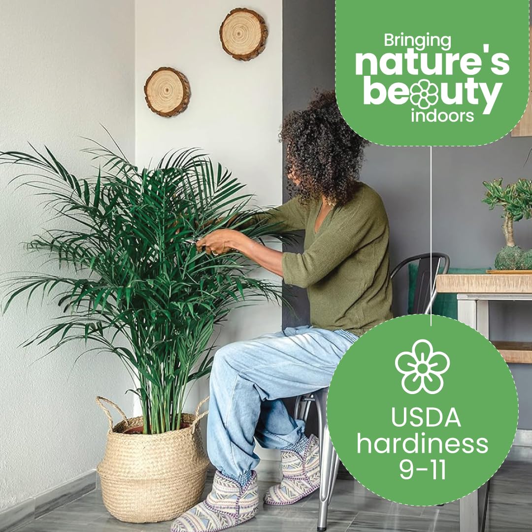 American Plant Exchange Areca Palm beside chair for size comparison and placement guidance