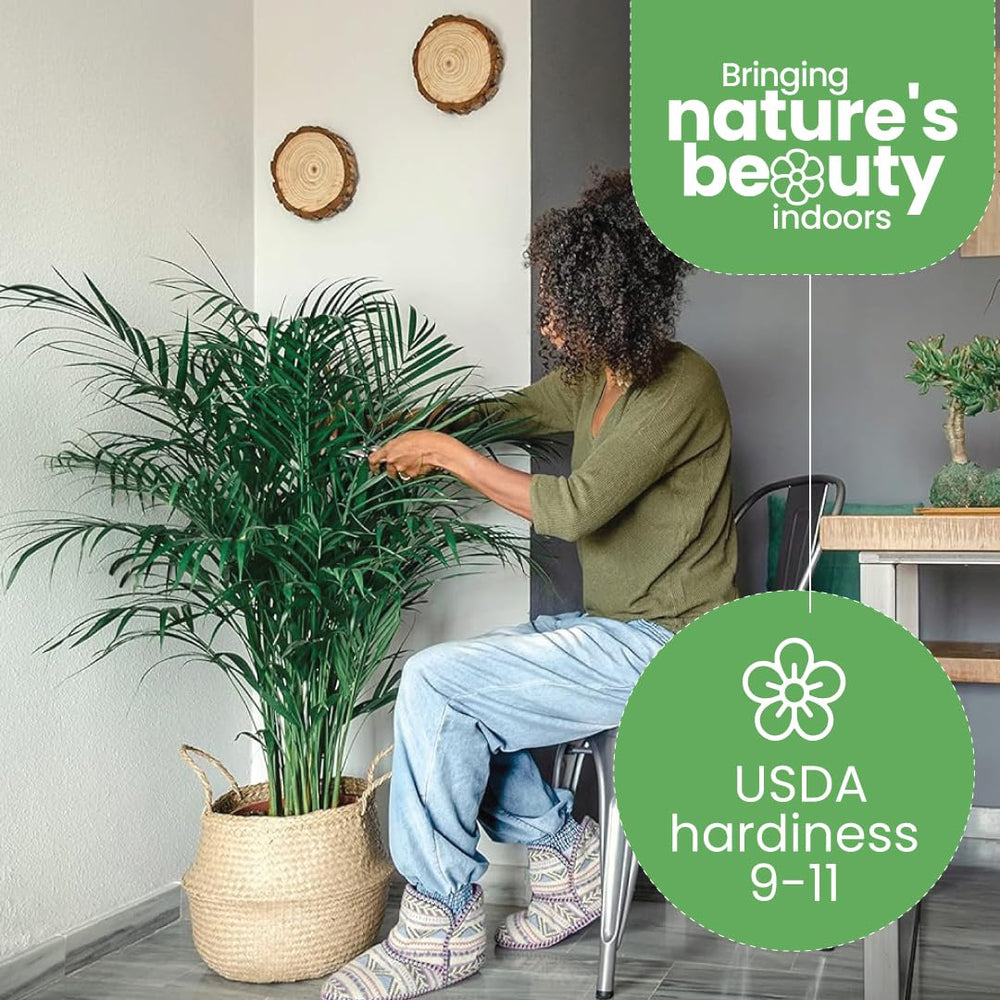 American Plant Exchange Areca Palm beside chair for size comparison and placement guidance