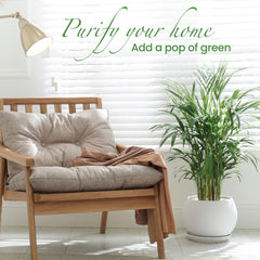American Plant Exchange Areca Palm in 10-inch pot ready to display with tidy soil