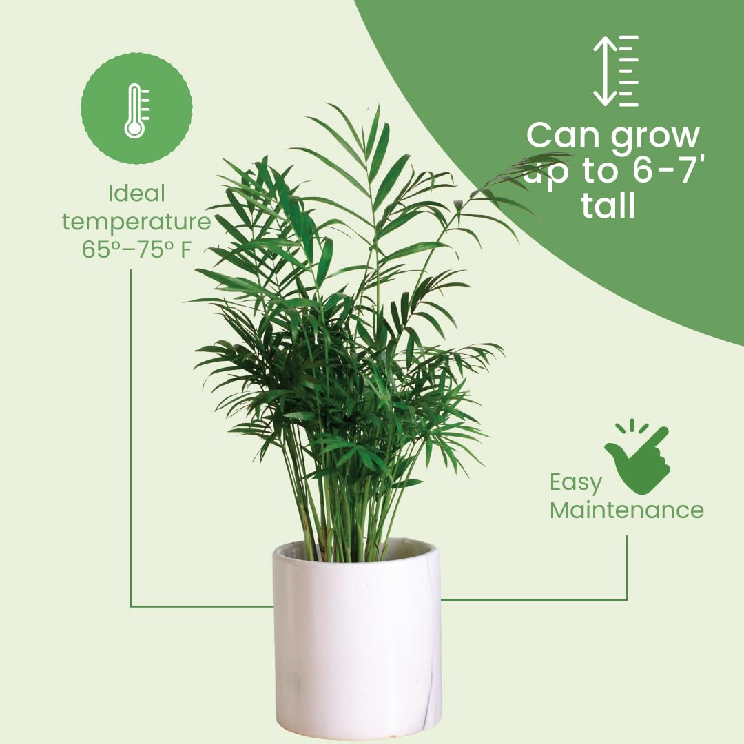 American Plant Exchange Areca Palm styled in living room adding tropical calm and visual height
