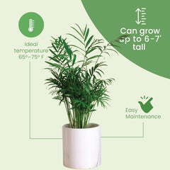 American Plant Exchange Areca Palm styled in living room adding tropical calm and visual height