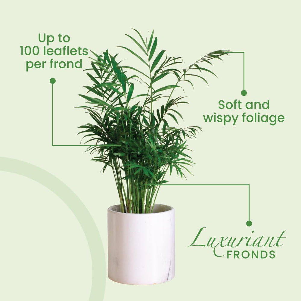 American Plant Exchange Areca Palm on covered patio demonstrating durable, low-maintenance use