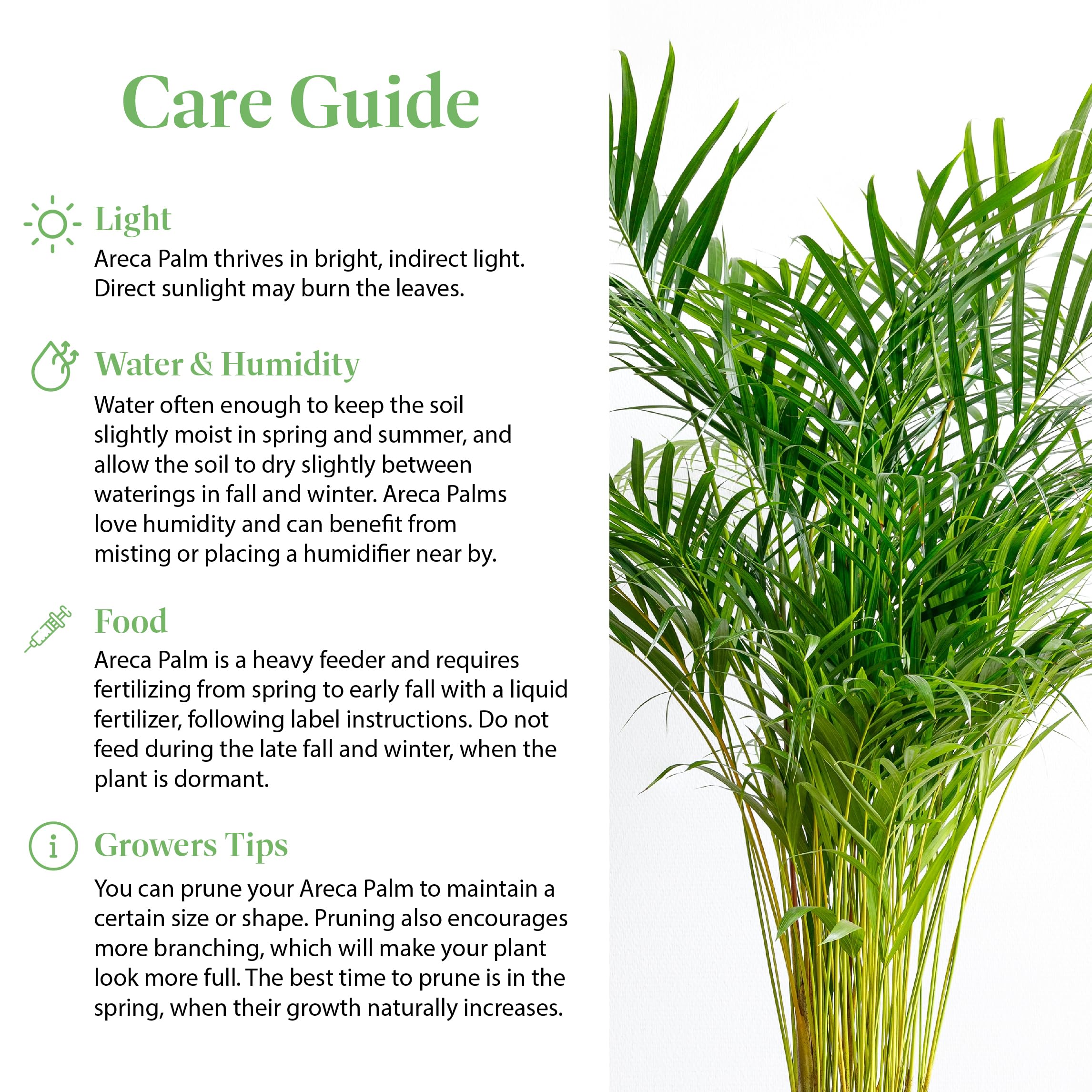 American Plant Exchange Areca Palm beside a book for size comparison showing compact, apartment-friendly scale
