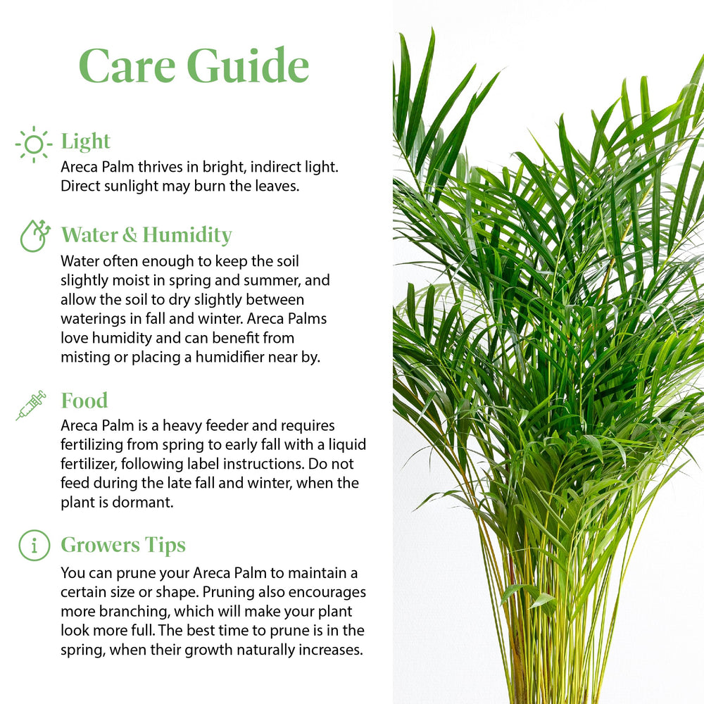 American Plant Exchange Areca Palm beside a book for size comparison showing compact, apartment-friendly scale