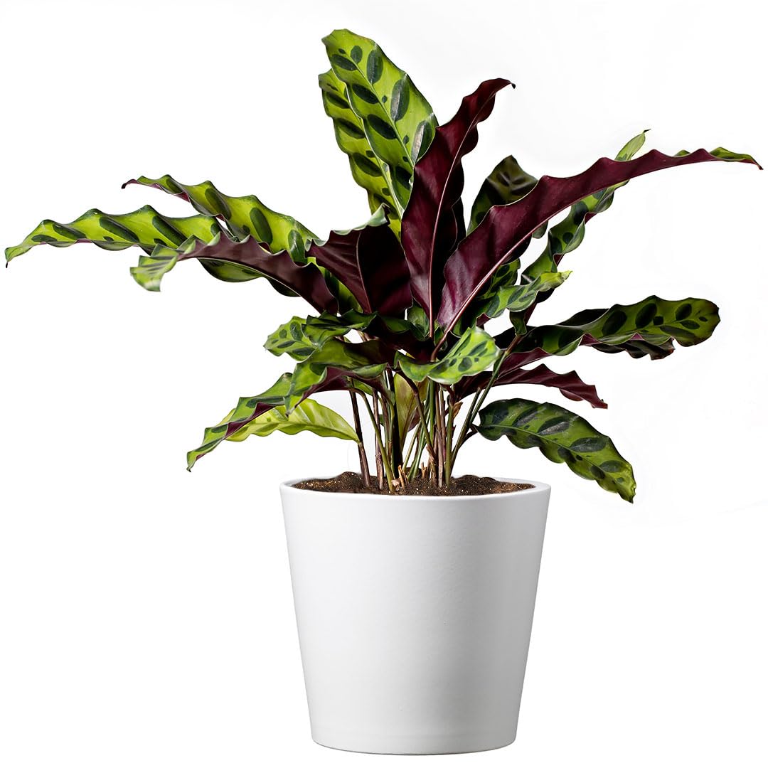 American Plant Exchange Calathea Rattlesnake front view showing lush rippled foliage and decorative pot cover