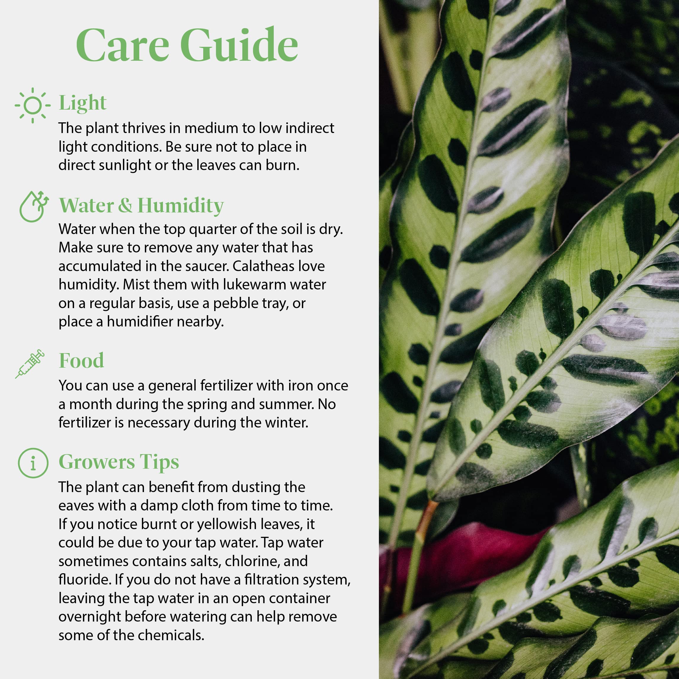 American Plant Exchange Calathea Rattlesnake styled in a bathroom adding humidity-friendly greenery