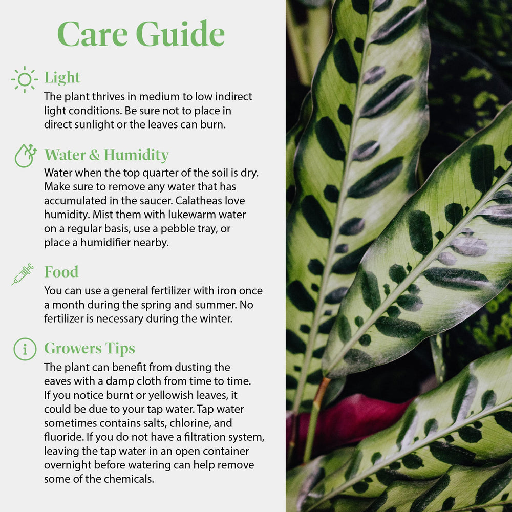 American Plant Exchange Calathea Rattlesnake styled in a bathroom adding humidity-friendly greenery