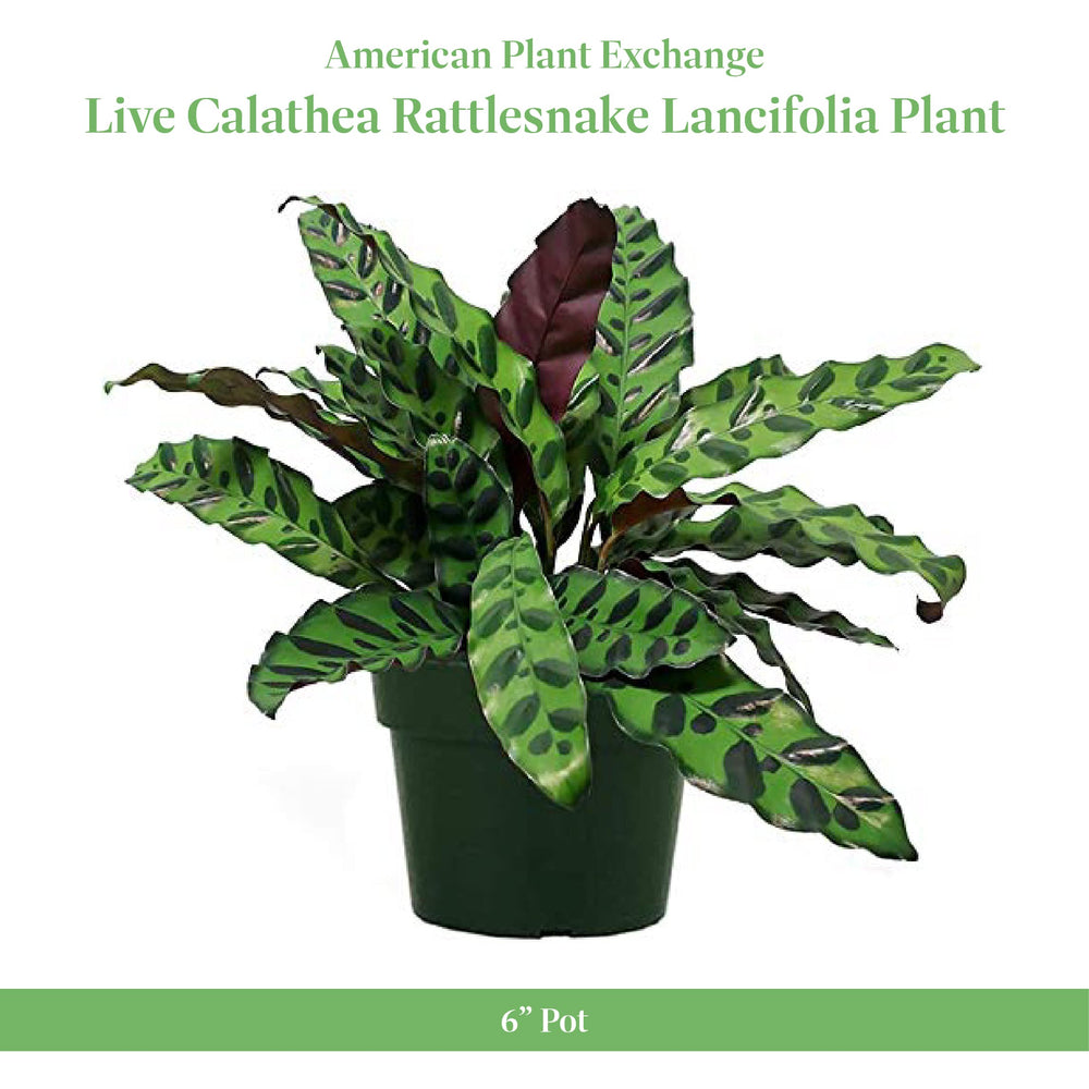 American Plant Exchange Calathea Rattlesnake close-up of leaf patterns highlighting contrast and texture