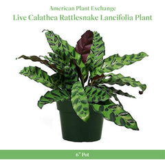 American Plant Exchange Calathea Rattlesnake close-up of leaf patterns highlighting contrast and texture