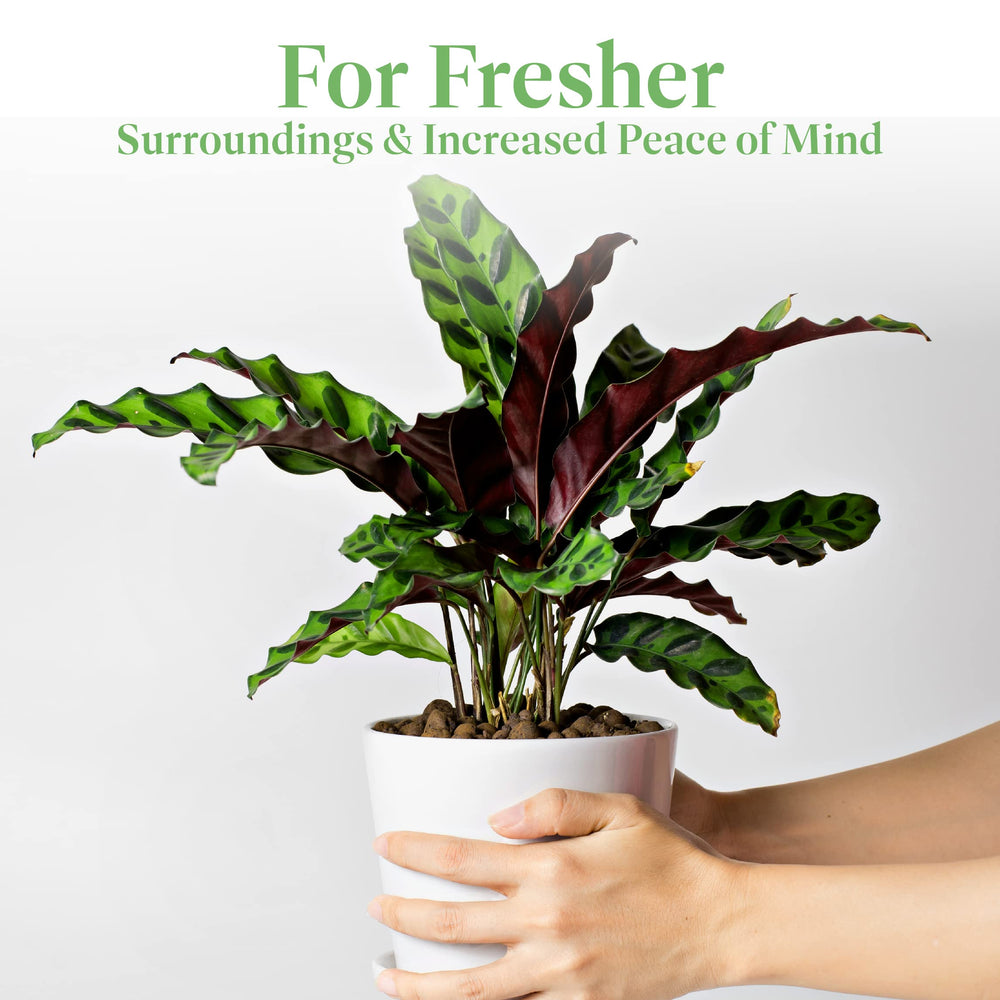 American Plant Exchange Calathea Rattlesnake secure shipping packaging to protect the live plant