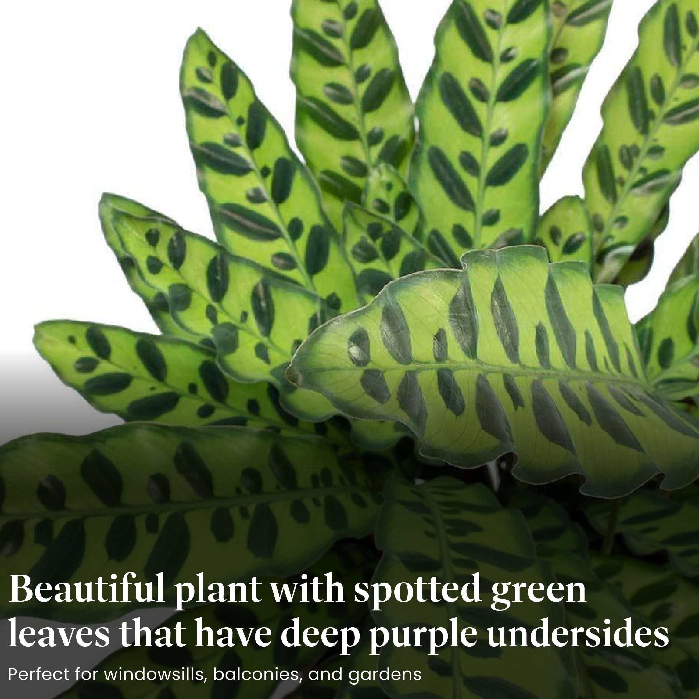 American Plant Exchange Calathea Rattlesnake underside showing deep purple leaf color for visual interest