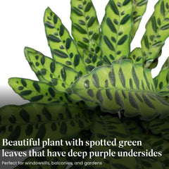American Plant Exchange Calathea Rattlesnake underside showing deep purple leaf color for visual interest