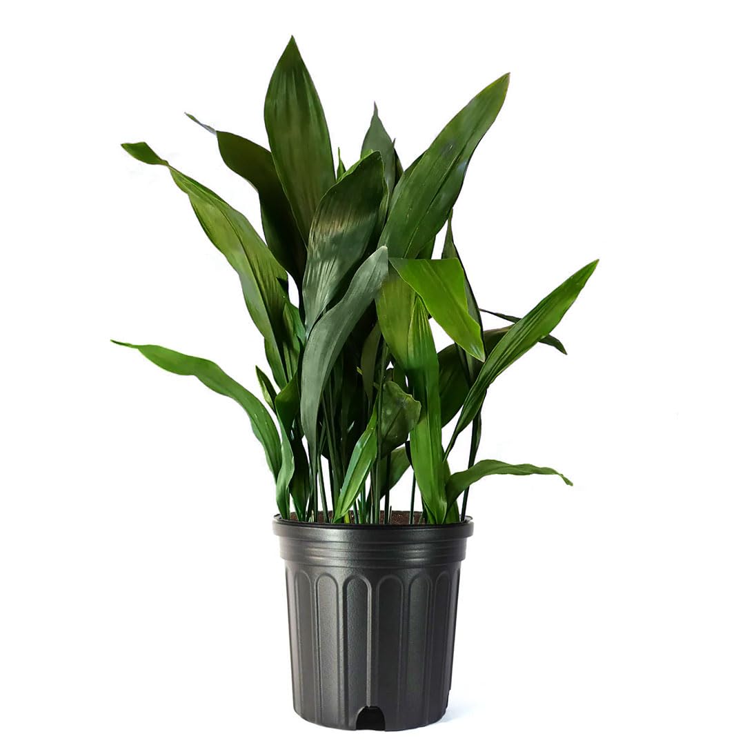American Plant Exchange front view of cast iron plant showing bold foliage and easy placement