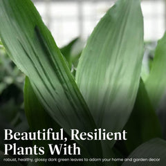 American Plant Exchange close-up of deep green leaf texture highlighting durability