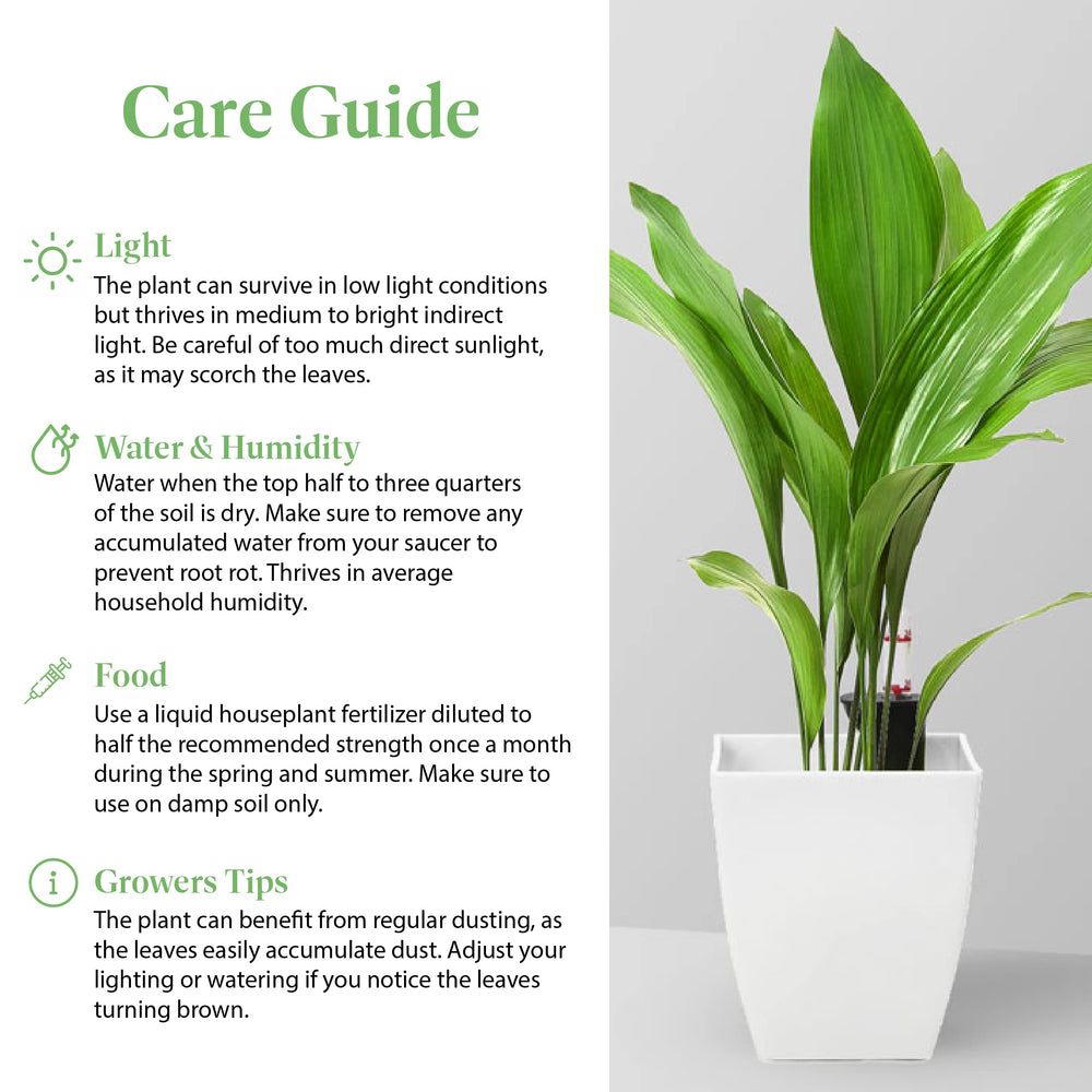 American Plant Exchange cast iron plant styled in office corner adding low-maintenance greenery