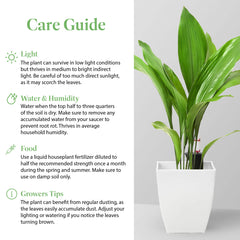 American Plant Exchange cast iron plant styled in office corner adding low-maintenance greenery