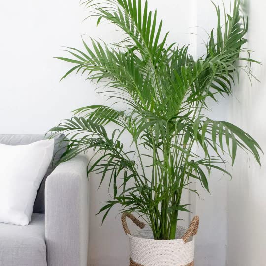 American Plant Exchange Cat Palm close-up fronds texture highlighting soft leaflets