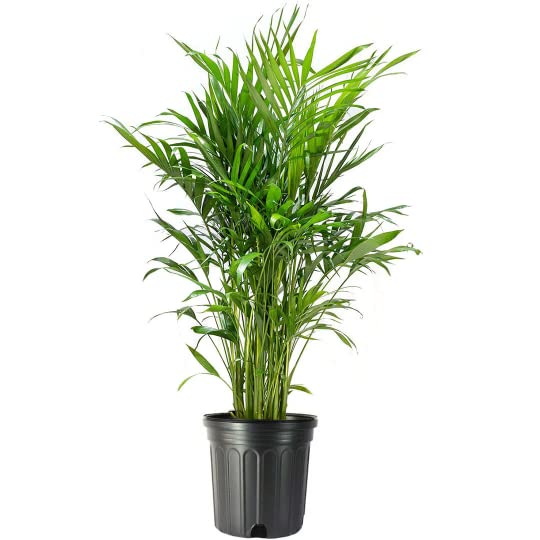 American Plant Exchange Cat Palm front view showing full bushy foliage and calming presence