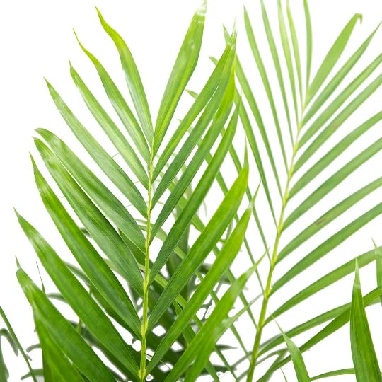 American Plant Exchange Cat Palm styled in living room adding tropical ambience and scale