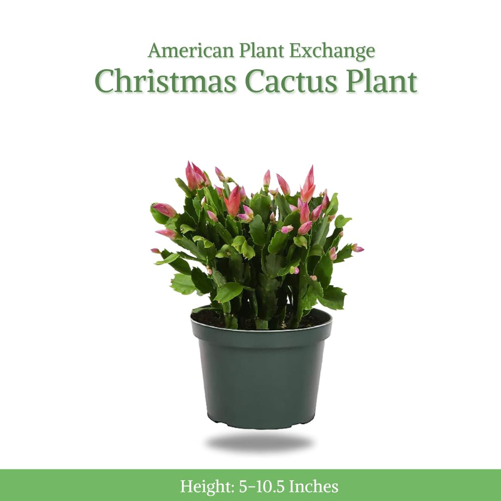 American Plant Exchange close-up of cactus bloom highlighting flower detail and seasonal color