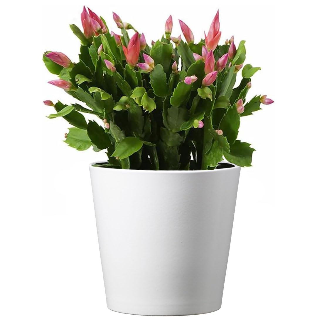 American Plant Exchange Christmas cactus front view showing vibrant blooms and ready-to-display pot